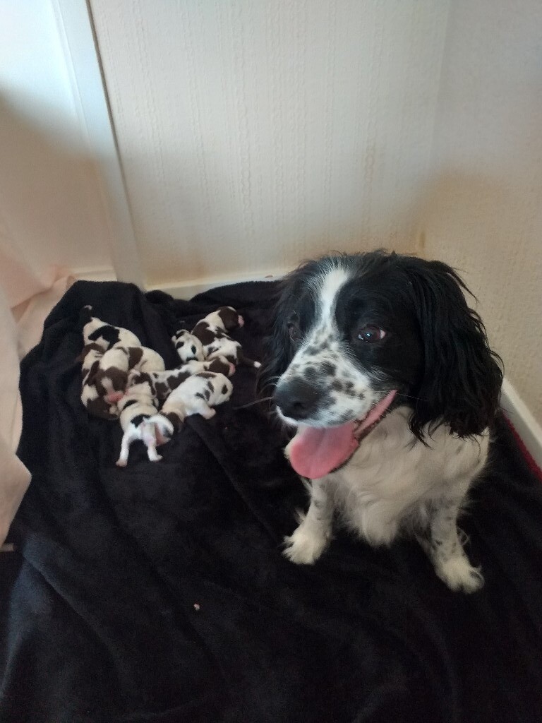 springer spaniels for sale yorkshire